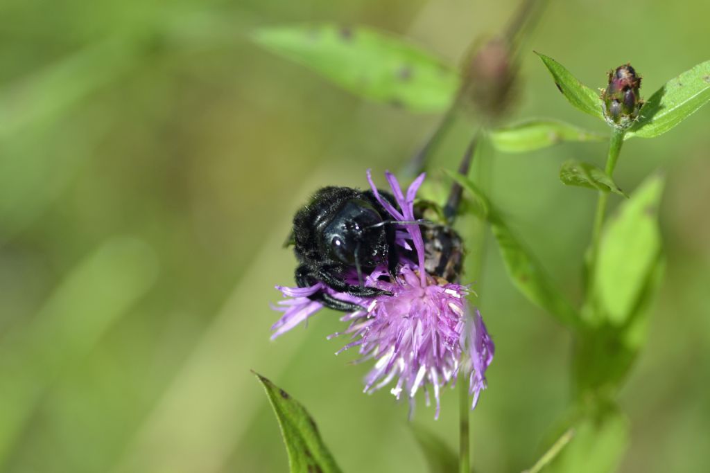 Xylocopa sp., Apidae